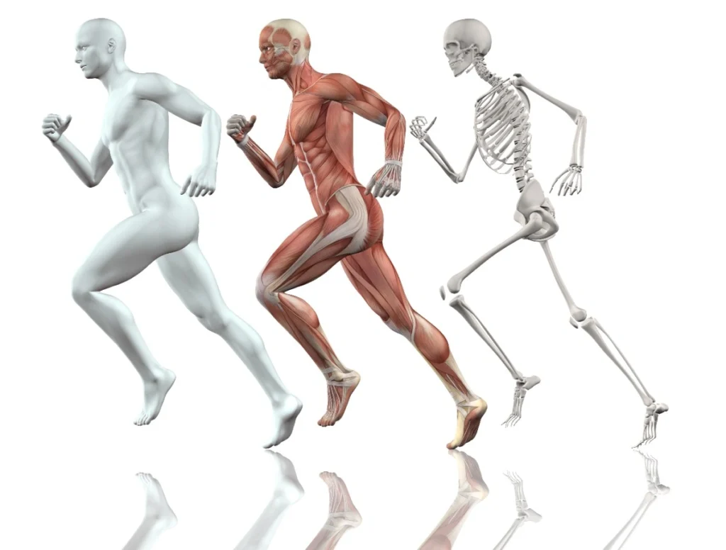 running human muscles anatomy