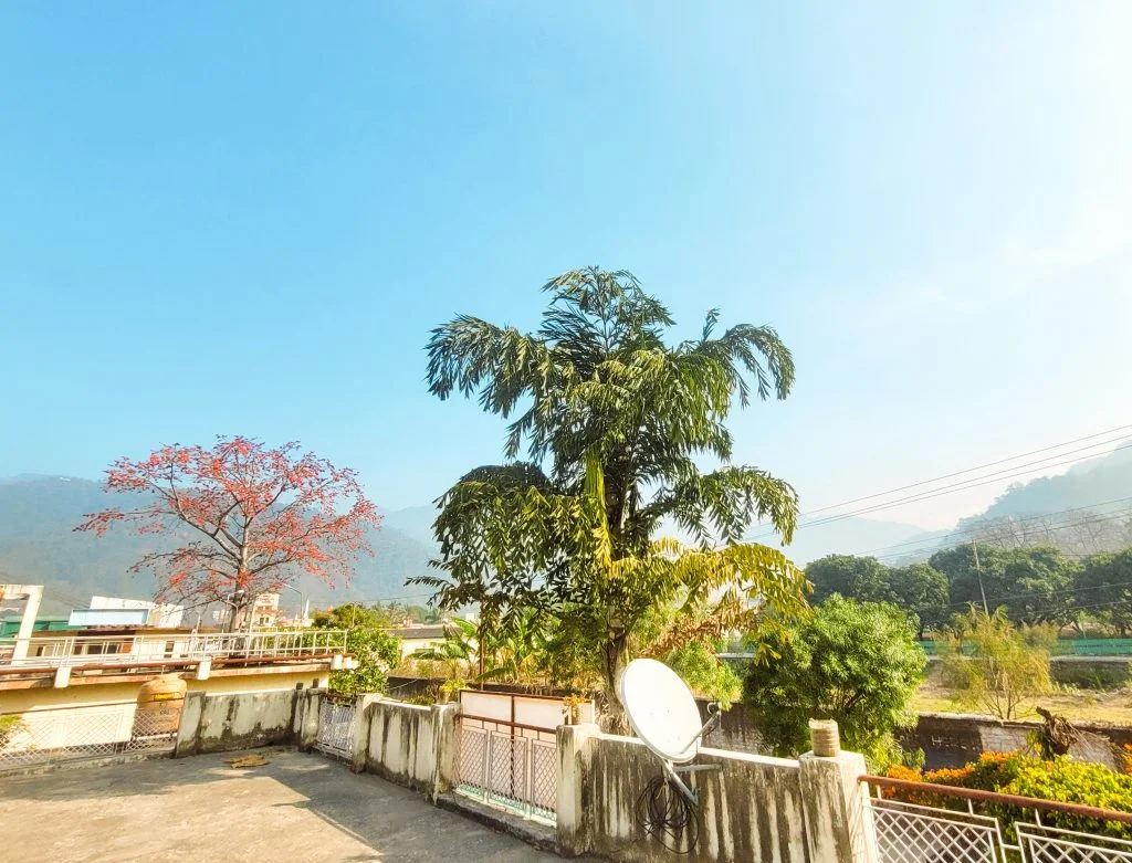 Tranquil retreat center amidst nature: From the terrace of Sage House Yoga's retreat center, a serene view unfolds, featuring a majestic pine tree, creating a harmonious and grounding atmosphere for guests to relax and rejuvenate.